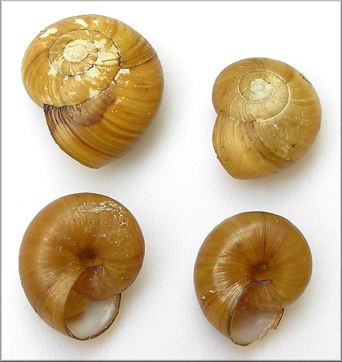 Mesomphix capnodes (W. G. Binney, 1857) Dusky Button