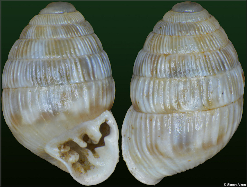 Leiostyla (Scarabella) cassida (R. T. Lowe, 1831)