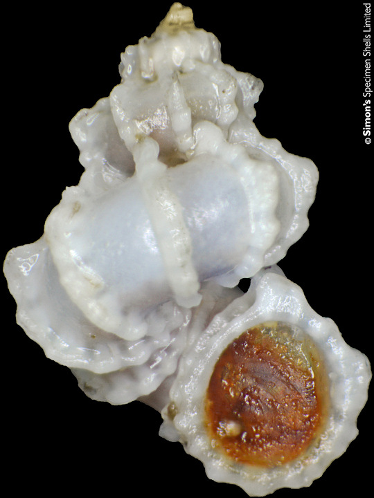 Cycloscala crenulata (Pease, 1867)