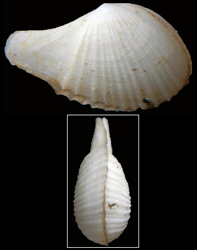 Cardiomya ornatissima (d'Orbigny, 1853) Ornate Cardiomya