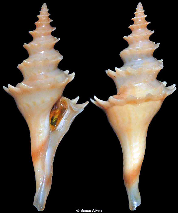 Cochlespira cedonulli (Reeve, 1843)