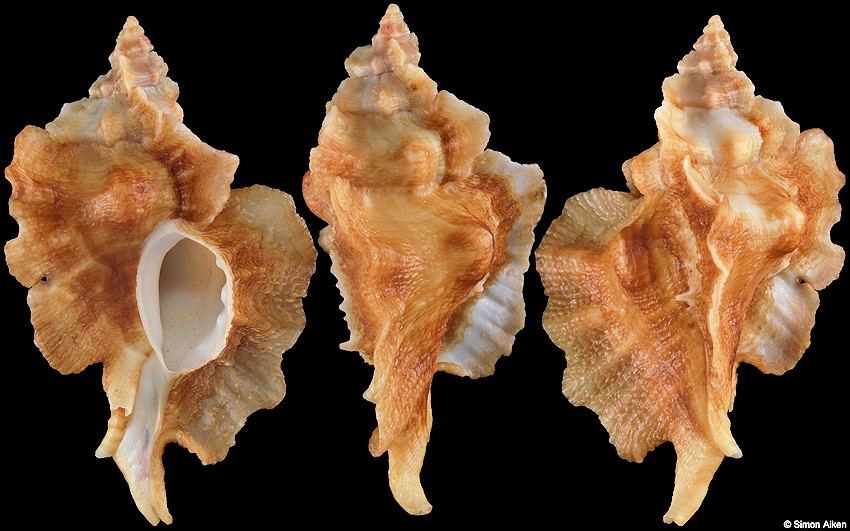 Ceratostoma fournieri (Crosse, 1861)