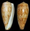 Conus cervus Lamarck, 1822