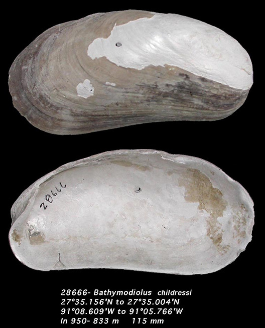 Bathymodiolus childressi Gustafson,Turner, Lutz, and Vrijenhoek, 1998