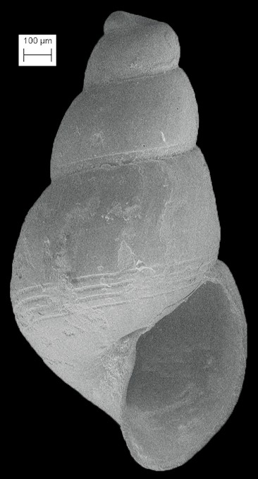 Ondina semicingulata (Dall, 1927)