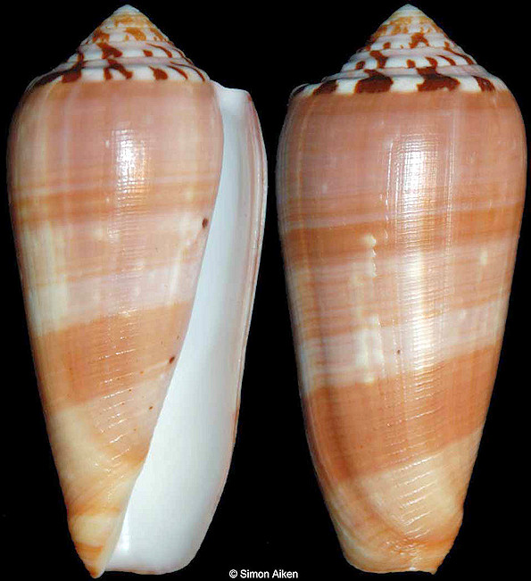 Conus circumcisus Born, 1778