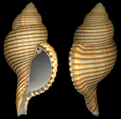 Type species: Cymatium (Gelagna) succinctum (Linn, 1771)