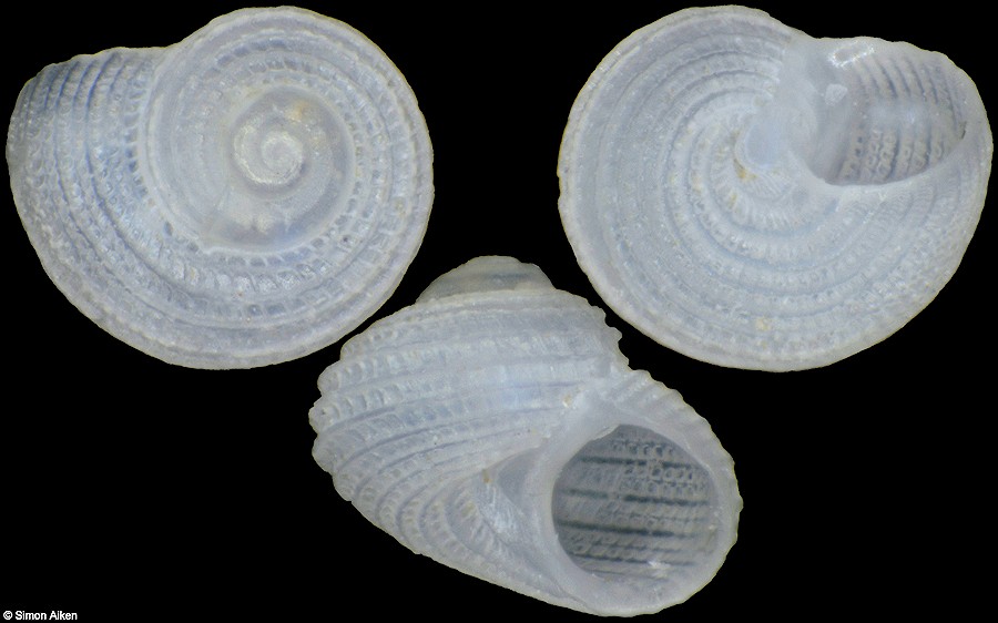 Parviturboides clausus (Pilsbry and Olsson, 1945)