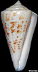 Conus lemniscatus Reeve, 1849