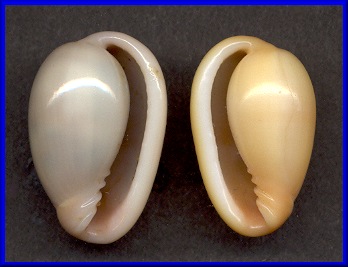 Closia giadae Cossignani, 2001 