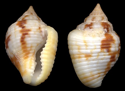 Columbella mercatoria (Linnaeus, 1758) West Indian Dovesnail