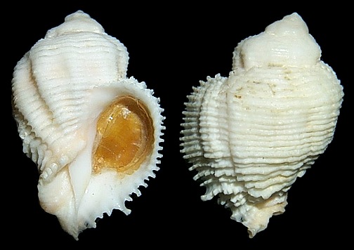 Coralliophila galea (Reeve, 1846) - Helmet Coralsnail