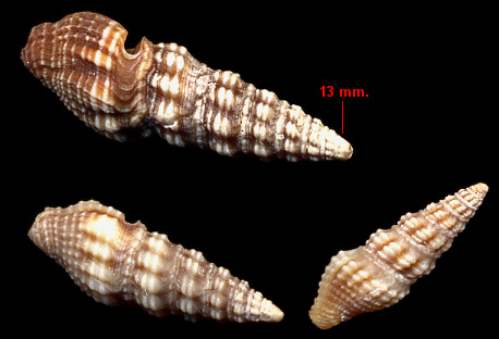 Pilsbryspira leucocyma (Dall, 1884) White-knob Drillia