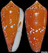 Conus crocatus Lamarck, 1810
