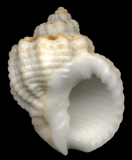 Trigonostoma rugosum (Lamarck, 1822) Rugose Nutmeg