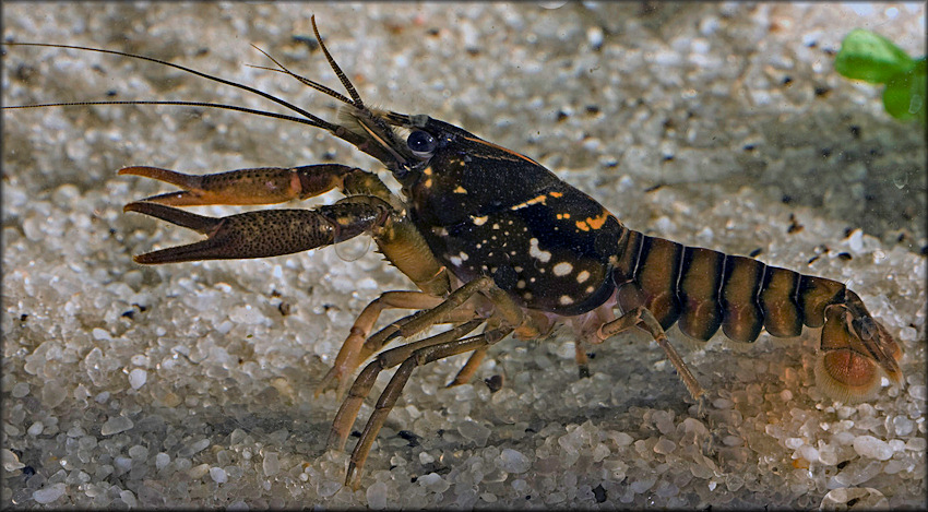 Black Creek Crayfish [Procambarus pictus]