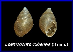 Laemodonta cubensis (L. Pfeiffer, 1854) Cuba Dwarf Pedipes