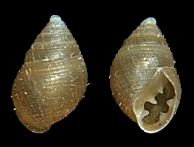Laemodonta cubensis (L. Pfeiffer, 1854) Cuba Dwarf Pedipes