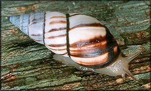 Drymaeus multilineatus (Say, 1825) Lined Tree Snail