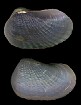 Pholadomya candida G. B. Sowerby I, 1823 Caribbean Piddock-clam