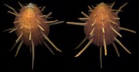 Spondylus regius (Linnaeus, 1758)