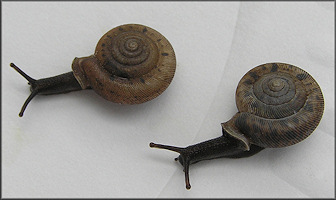 Daedalochila bicornuta (Pilsbry, 1900) Two-horn Liptooth