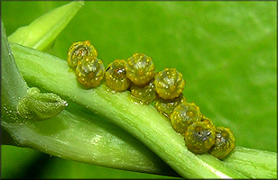 Polydamus Swallowtail [Battus polydamus] Eggs