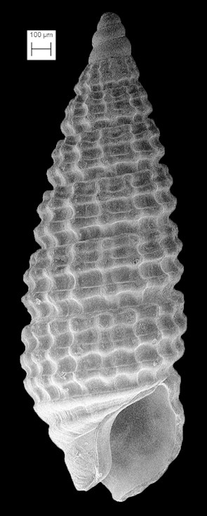 Cerithiopsis dauca Olsson and Harbison, 1953 Fossil