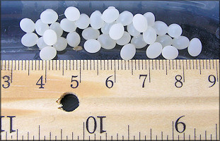 Thirty Five Euglandina rosea (Frussac, 1821) Eggs Deposited On 5/20-21/2011