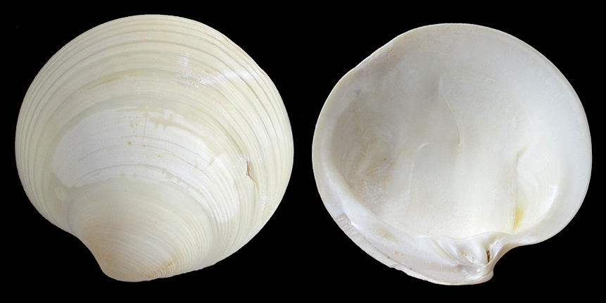 Dosinia concentrica (Born, 1778) [+ D. elegans (Conrad, 1844: 325*) **] Elegant Dosinia Right Valve 