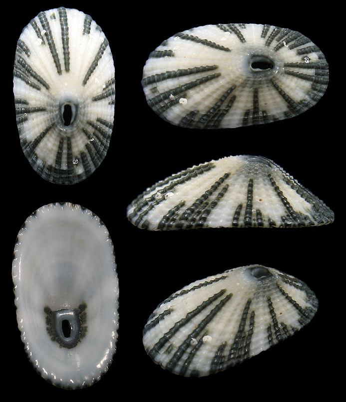 Diodora minuta (Lamarck, 1822) Dwarf Keyhole Limpet