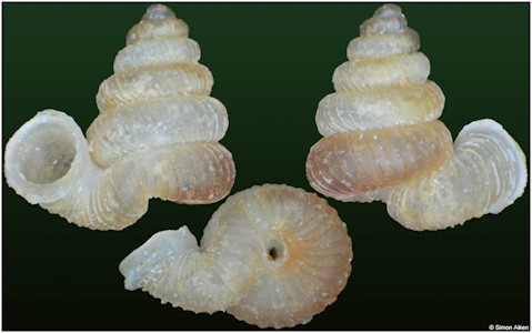 Opisthostoma brevituba Vermeulen, 1994