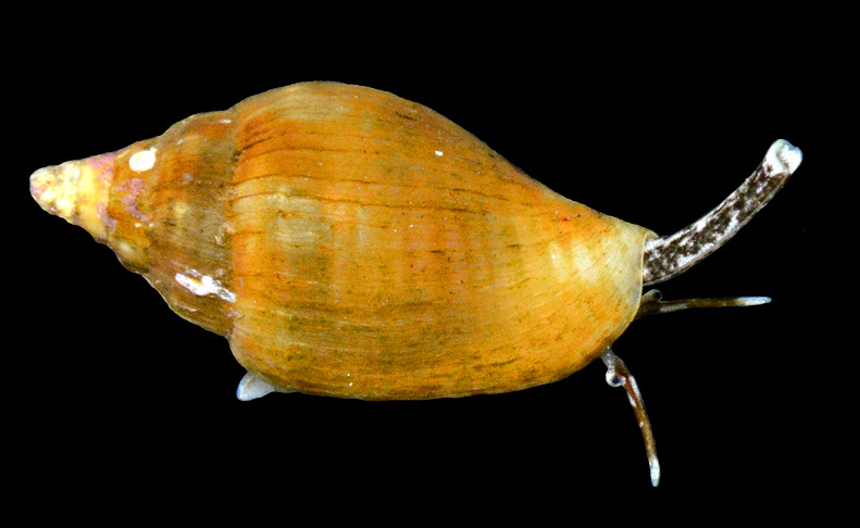 Columbella mercatoria (Linnaeus, 1758) West Indian Dovesnail