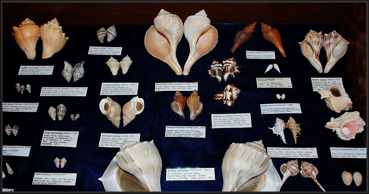 Some of the specimens listed above on display at the Jacksonville Shell Club Show (June, 2007)