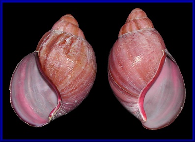 Archachatina ventricosa (Gould, 1850)