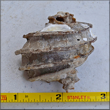Ecphora quadricostata (Say, 1824) "Four-ridged Ecphora" Fossil