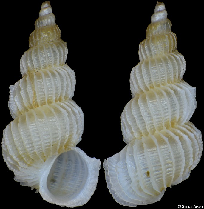 Eccliseogyra aethiopica (Thiele, 1925)