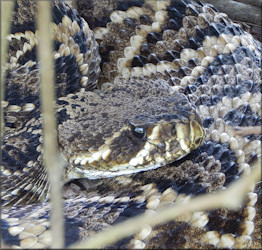 Eastern Diamondback Rattlesnake [Crotalus adamanteus]