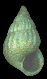 Benthonellania xanthias (Watson, 1886)