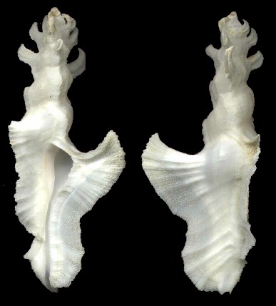 Pterynotus elongatus (Lightfoot, 1786)
