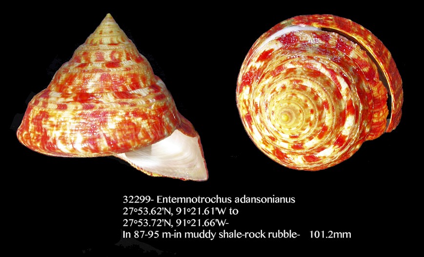 Entemnotrochus adansonianus (Crosse and Fisher, 1861)