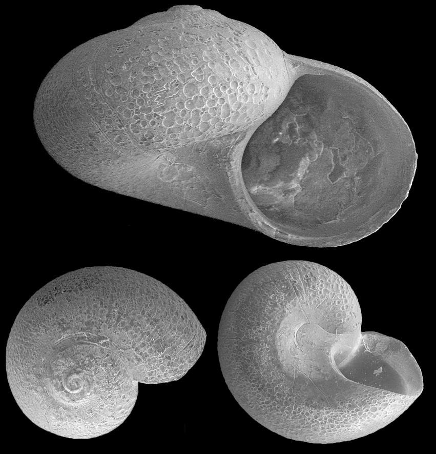 Teinostoma cf. expansum Rubio, Fernndez-Garcs and Roln, 2011