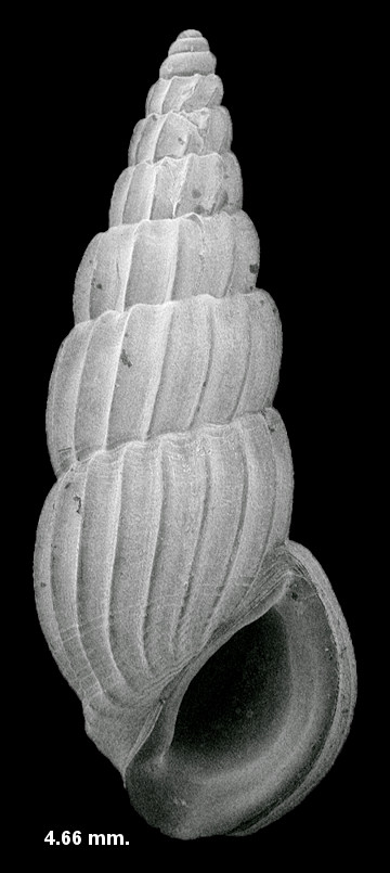 Rissoina chipolana Dall,1892 Fossil