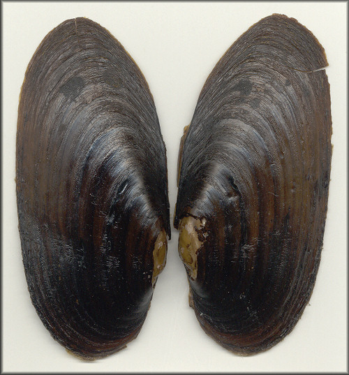 Margaritifera falcata (Gould, 1850) Western Pearlshell
