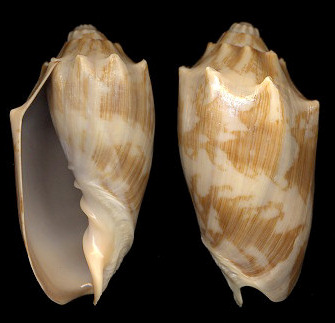 Cymbiola vespertilio (Linnaeus, 1758) Sinistral