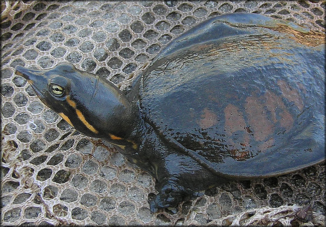Florida Softshell Turtle [Apalone ferox]