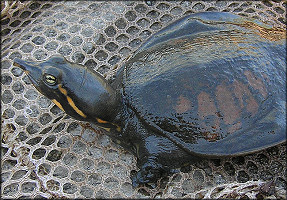 Florida Softshell Turtle [Apalone ferox] Juvenile