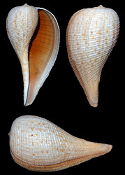 Ficus  papyratia (Say, 1822) Atlantic Figsnail