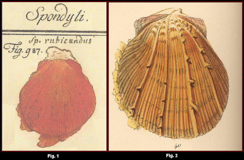 Spondylus tenuis Schreibers, 1793 and S. ictericus Reeve, 1856