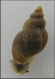 Fossaria cubensis (L. Pfeiffer, 1839) Carib Fossaria